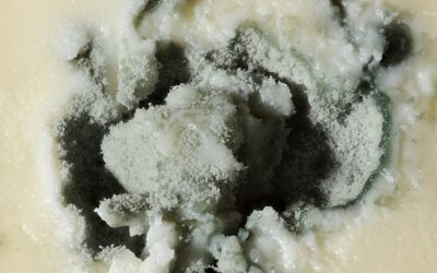 Odeur d’Humidité dans le Sous-Sol : Causes, Conséquences et Solutions Efficaces