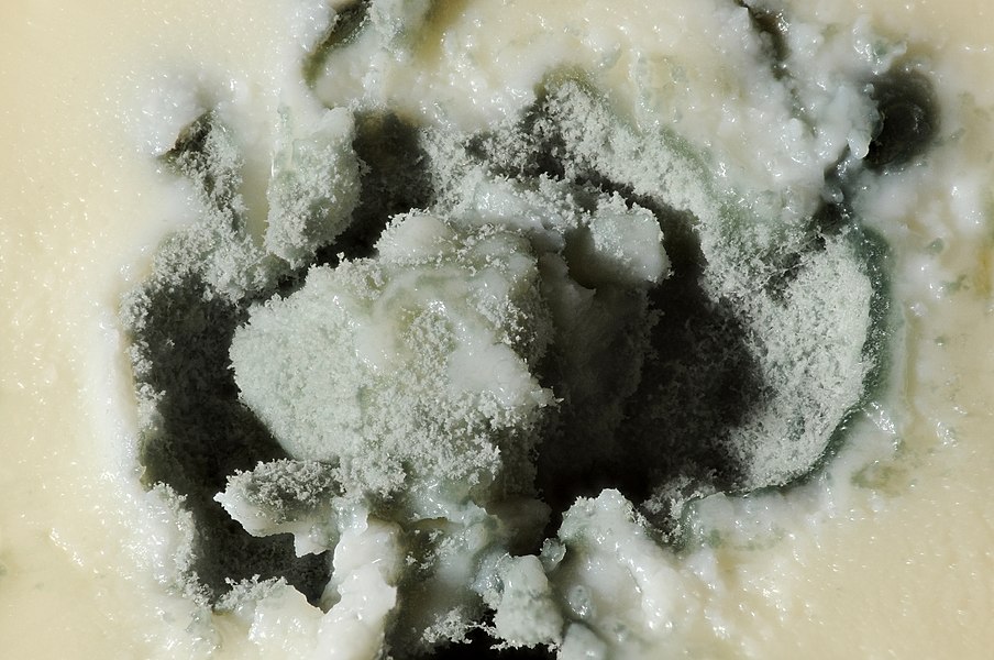 Odeur d’Humidité dans le Sous-Sol : Causes, Conséquences et Solutions Efficaces