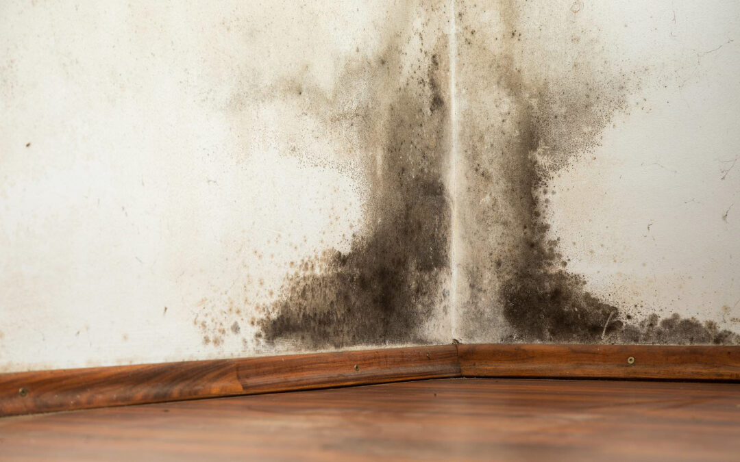 Problème de moisissure dans le sous-sol : Causes, risques et solutions efficaces